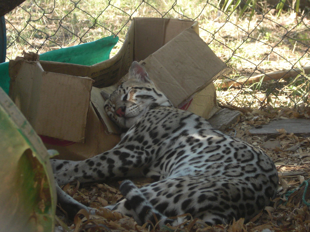 Aisha sleeping against a box